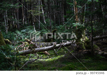白駒池の苔と原生林 99745946