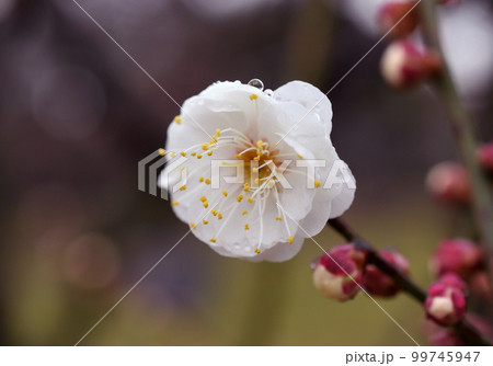 白梅　雨　マクロ 99745947