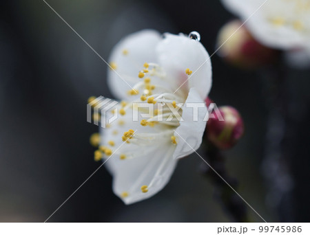 白梅　雨　マクロ 99745986