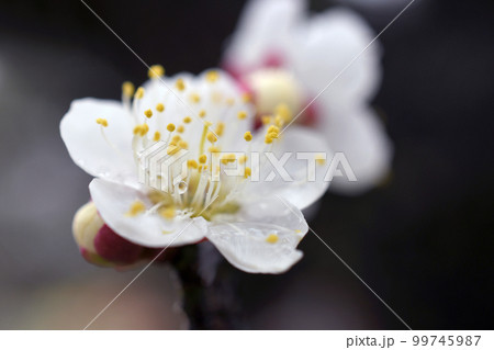 白梅　雨　マクロ 99745987