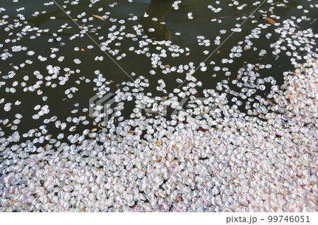 水面にただよう桜花の筏 99746051