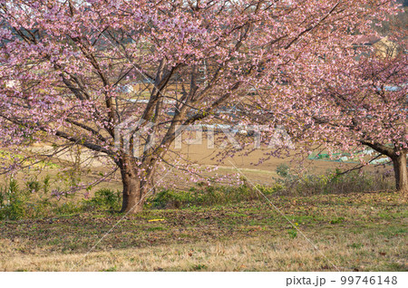 農村公園の河津桜 おおいゆめの里 農村公園の河津桜 おおいゆめの里 99746148