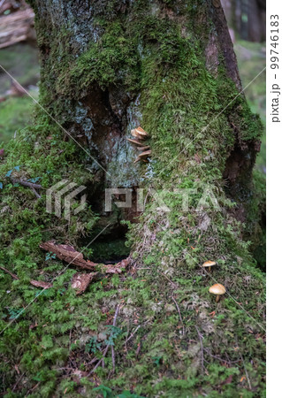 白駒池の苔ときのこ 白駒池の苔ときのこ 99746183