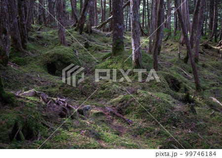 白駒池の苔と原生林 99746184