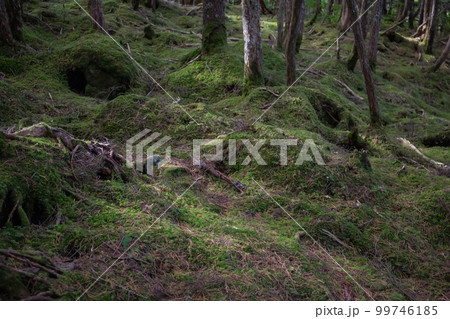 白駒池の苔と原生林 白駒池の苔と原生林 99746185