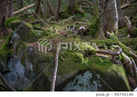 白駒池の苔と原生林 99746186