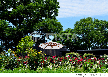 いばらきフラワーパークへ行きました　＃9 99746195