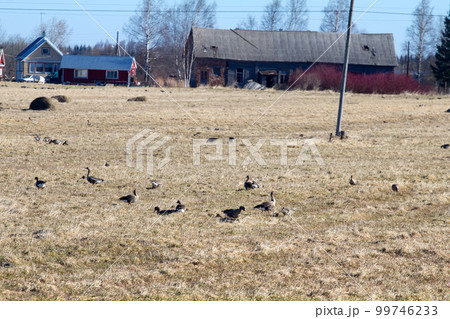 spring time  of migratory geese 99746233