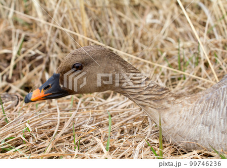 bean goose Anser fabalis 99746236