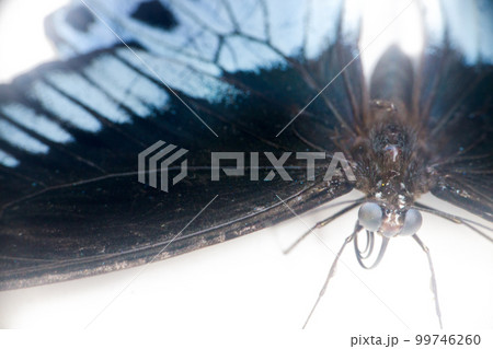 Head, legs, sucking proboscis, and huge compound eyes of Swallowtail butterfly Papilio Polymnestor Head, legs, sucking proboscis, and huge compound eyes of Swallowtail butterfly Papilio Polymnestor 99746260