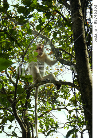 Flock of Indian macaques in dry season. 99746303