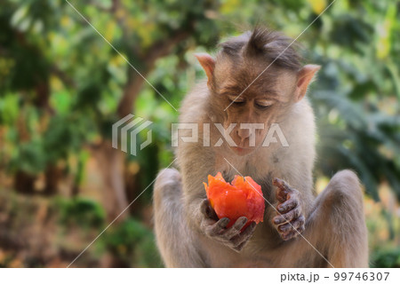Indian macaques, bonnet macaques, or (lat. Macaca radiata). 99746307