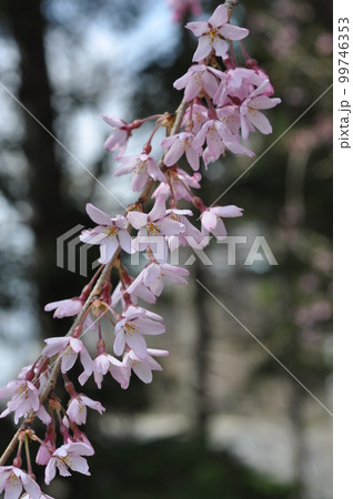 満開の枝垂れ桜一枝 99746353