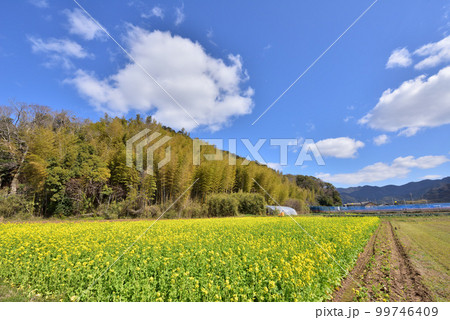 日本の春風景 春イメージ風景 菜の花畑 春の訪れ 日本の春風景 春イメージ風景 菜の花畑 春の訪れ 99746409