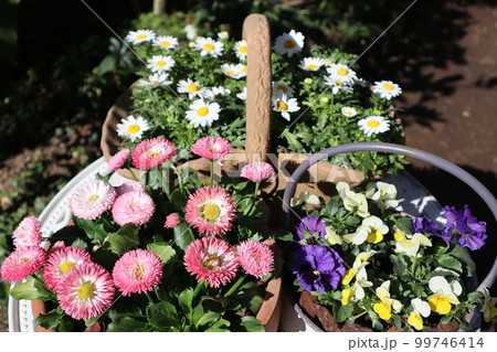 春の花寄せ植え＆寄せ鉢 99746414