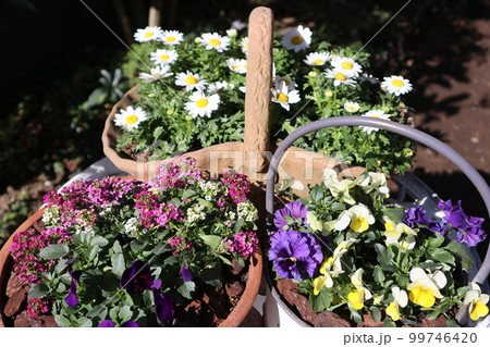 花の寄せ植え&花の寄せ鉢 花の寄せ植え&花の寄せ鉢 99746420