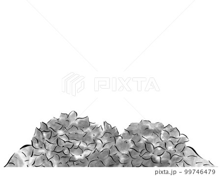 雨に濡れたアジサイのモノクロイラスト（墨の手描きイラスト） 99746479