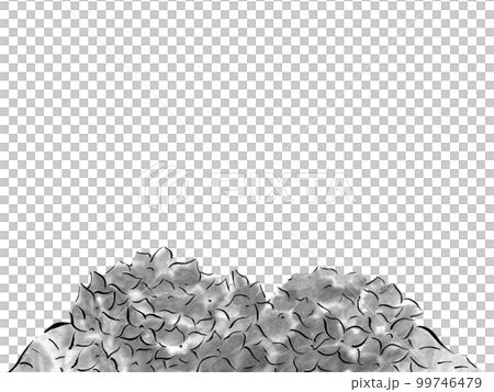 雨に濡れたアジサイのモノクロイラスト（墨の手描きイラスト） 99746479