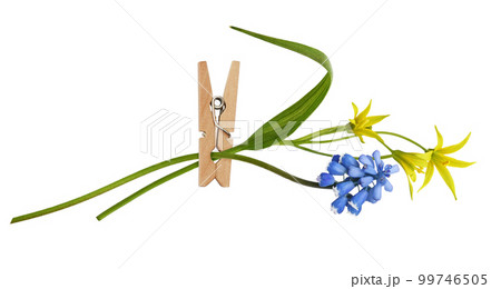 Spring blue and yellow flowers in wooden pin isolated Spring blue and yellow flowers in wooden pin isolated 99746505
