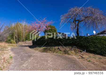 梅が咲く風景　早春　大井町赤田 99746556