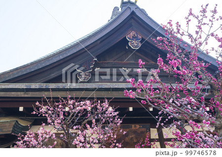 大阪天満宮　境内の梅が綺麗に咲いている 99746578