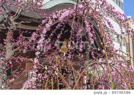 天阪天満宮の境外末社 祖霊社 満開の梅の花 天阪天満宮の境外末社 祖霊社 満開の梅の花 99746586
