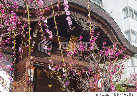 天阪天満宮の境外末社　祖霊社　満開の梅の花 99746588