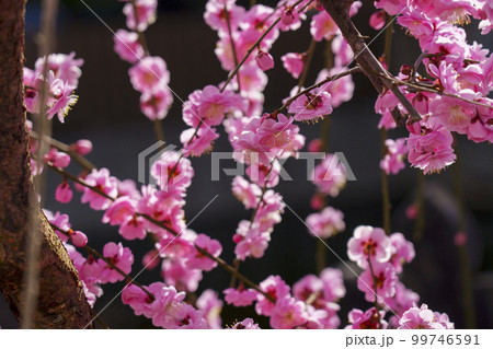 天阪天満宮の境外末社　祖霊社　満開の梅の花 99746591