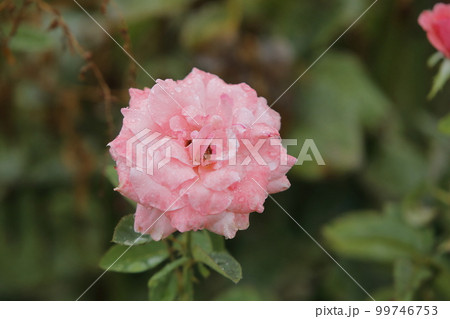 荒尾市　おもやい市民花壇　バラの花、 99746753