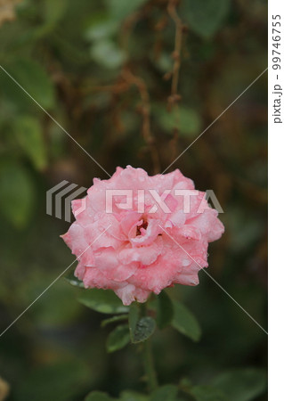 荒尾市　おもやい市民花壇　バラの花、 99746755