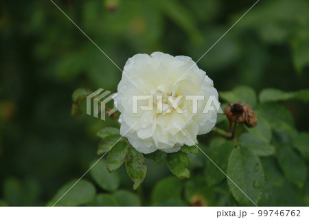 荒尾市 おもやい市民花壇 バラの花、 荒尾市 おもやい市民花壇 バラの花、 99746762