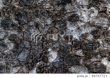 Tree bark texture and background. 99747721