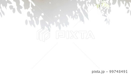 植物　影　光　日差し 99748491