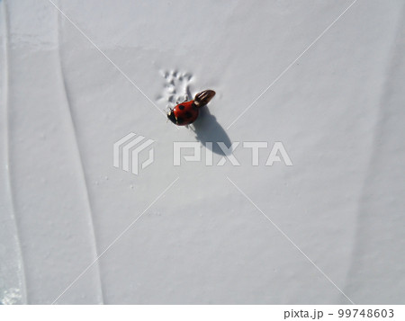 塗装直後に虫(テントウムシ)がくっついてしまった様子 塗装直後に虫(テントウムシ)がくっついてしまった様子 99748603