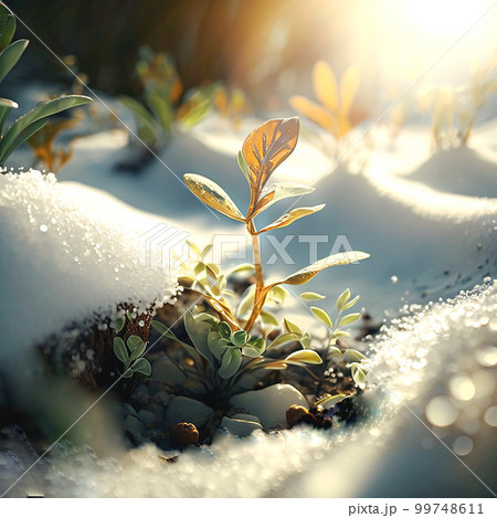 暖かな日の光が差す雪解けの大地に芽吹く活力ある植物の芽 暖かな日の光が差す雪解けの大地に芽吹く活力ある植物の芽 99748611