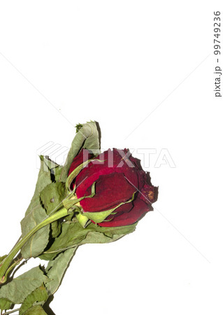 A Red Roses Flower Petals Close Up on A White Background 99749236