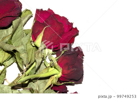 A Red Roses Flower Petals Close Up on A White Background A Red Roses Flower Petals Close Up on A White Background 99749253