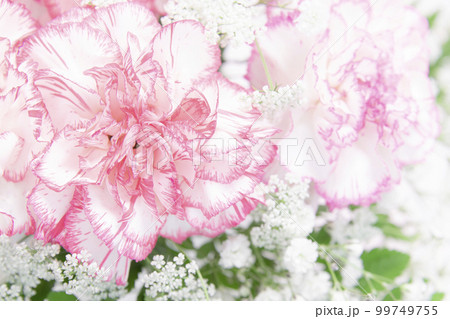 カーネーション カーネーション 99749755