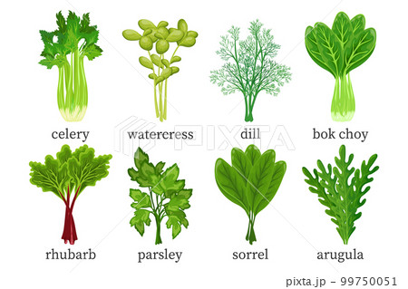 Set of green vegetables, herbs. Celery, watercress, dill, parsley, bok choy, rhubarb, arugula, sorrel. Food illustration, vector 99750051