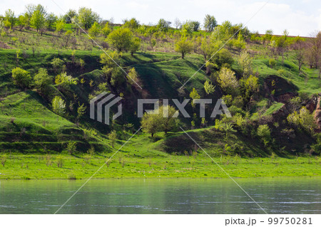 View of the Dniester River in spring. The river surrounds the mountain slopes covered with lush, bright green vegetation 99750281