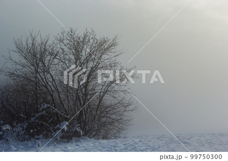 Winter landscape of frosty trees on foggy background 99750300
