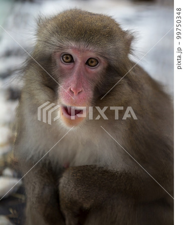 Japan macaque with very sad eyes Japan macaque with very sad eyes 99750348