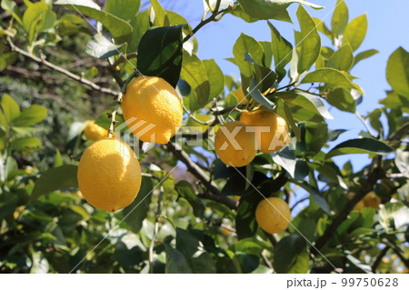 瀬戸内レモン 99750628