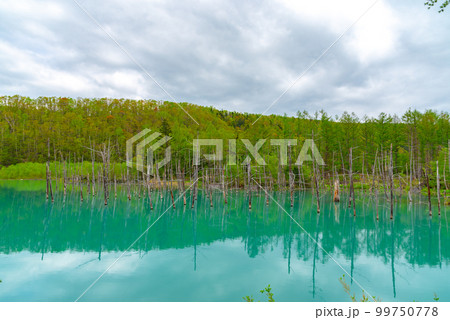 青い池　美瑛　夏の北海道 99750778