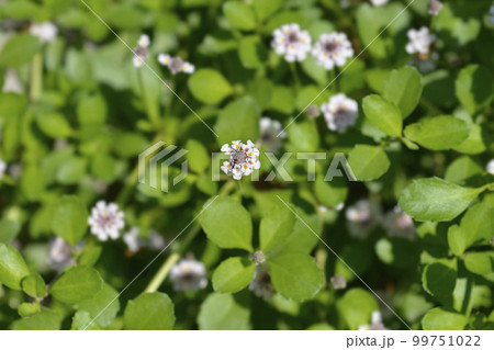 Fawtooth frogfruit 99751022