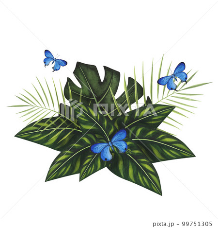 Tropic variegated leaves Monstera, palm with blue butterfly watercolor isolated. Watercolor botanical llustration Tropic variegated leaves Monstera, palm with blue butterfly watercolor isolated. Watercolor botanical llustration 99751305