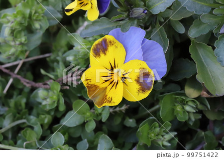 日本の早春の庭に咲く黄色と青の複色のビオラの花 日本の早春の庭に咲く黄色と青の複色のビオラの花 99751422