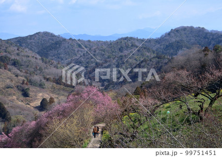 山間に咲く梅と蝋梅　（愛媛県　砥部町　七折） 99751451