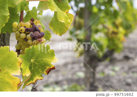 Typical grapes with botrytis cinerea for sweet wines, Sauternes, Bordeaux, Aquitaine, France 99751602