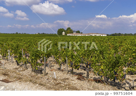 Typical vineyards near Chateau Latour, Bordeaux, Aquitaine, France 99751604